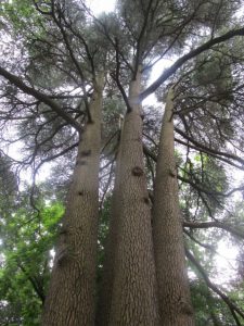 L’albero più antico un cedro del Libano fulminato
