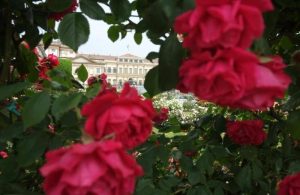 Rose del Parco Reale di Monza